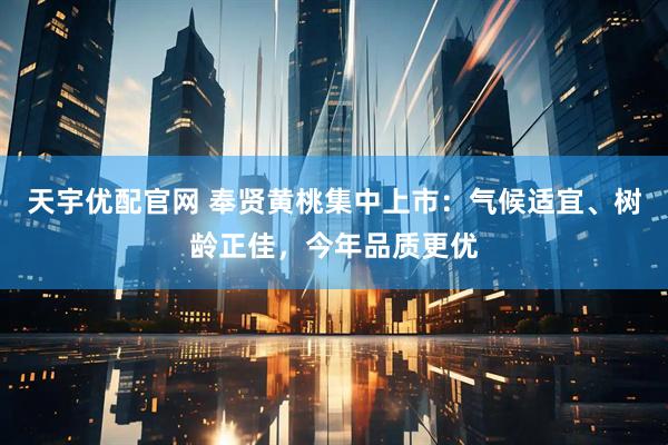 天宇优配官网 奉贤黄桃集中上市：气候适宜、树龄正佳，今年品质更优